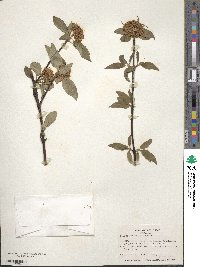 Cornus sericea image