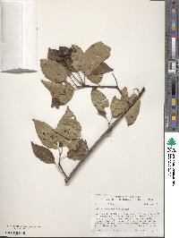 Cornus sericea image