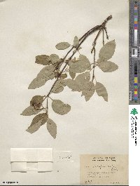 Cornus sericea image