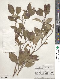 Cornus sericea image