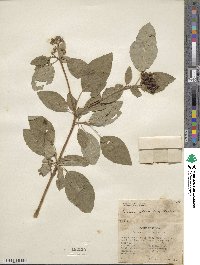 Cornus sericea image