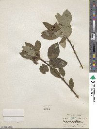 Cornus sericea image