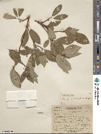 Cornus sericea image