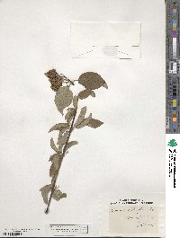 Cornus sericea image