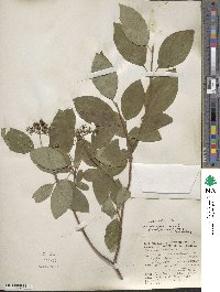 Cornus sericea image