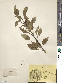 Cornus sericea image