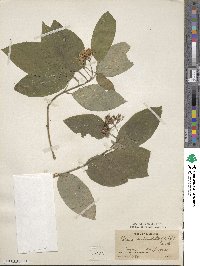 Cornus sericea image