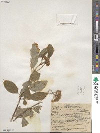 Cornus sericea image