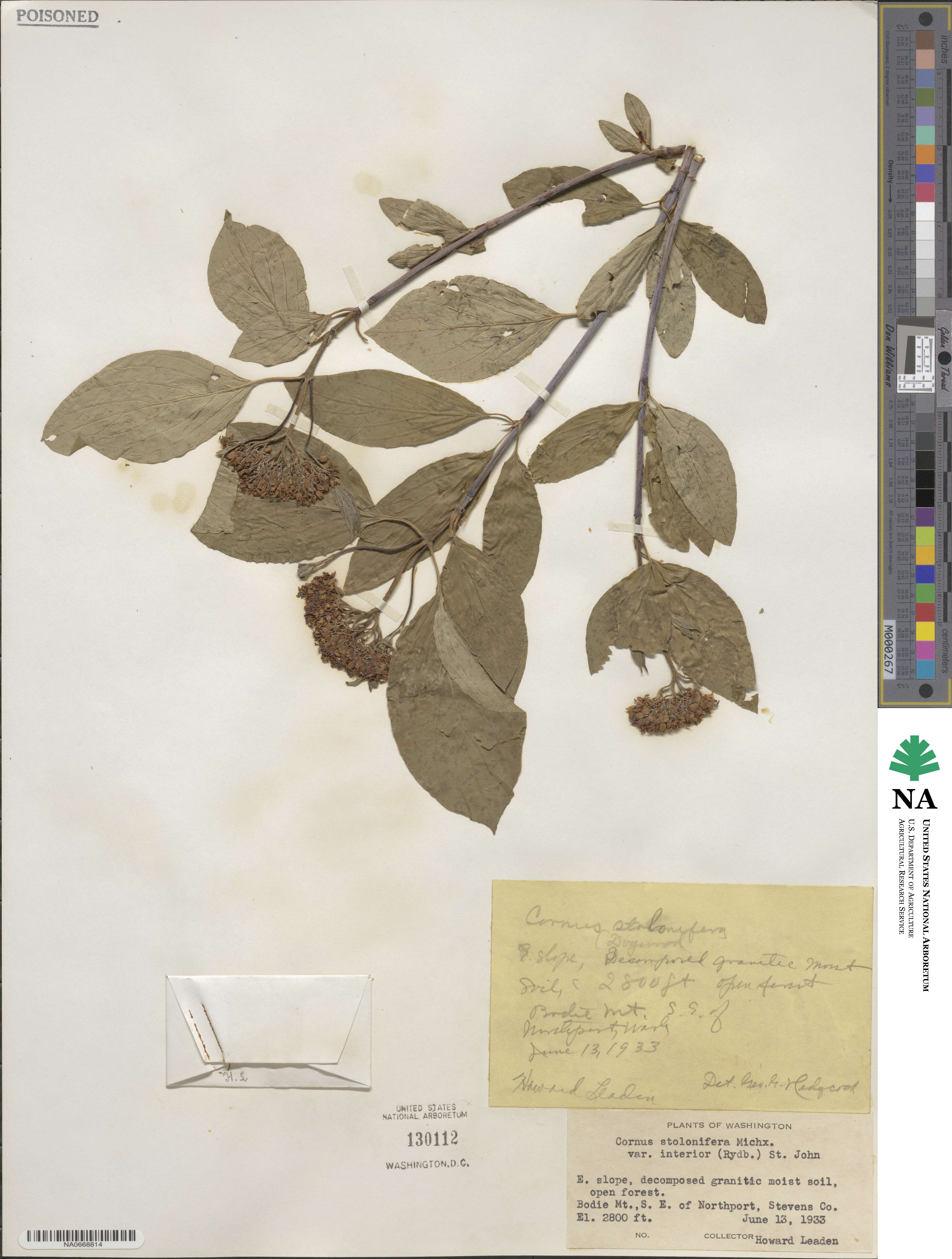 Cornus sericea image