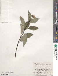 Cornus sericea image