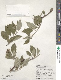 Cornus sericea image
