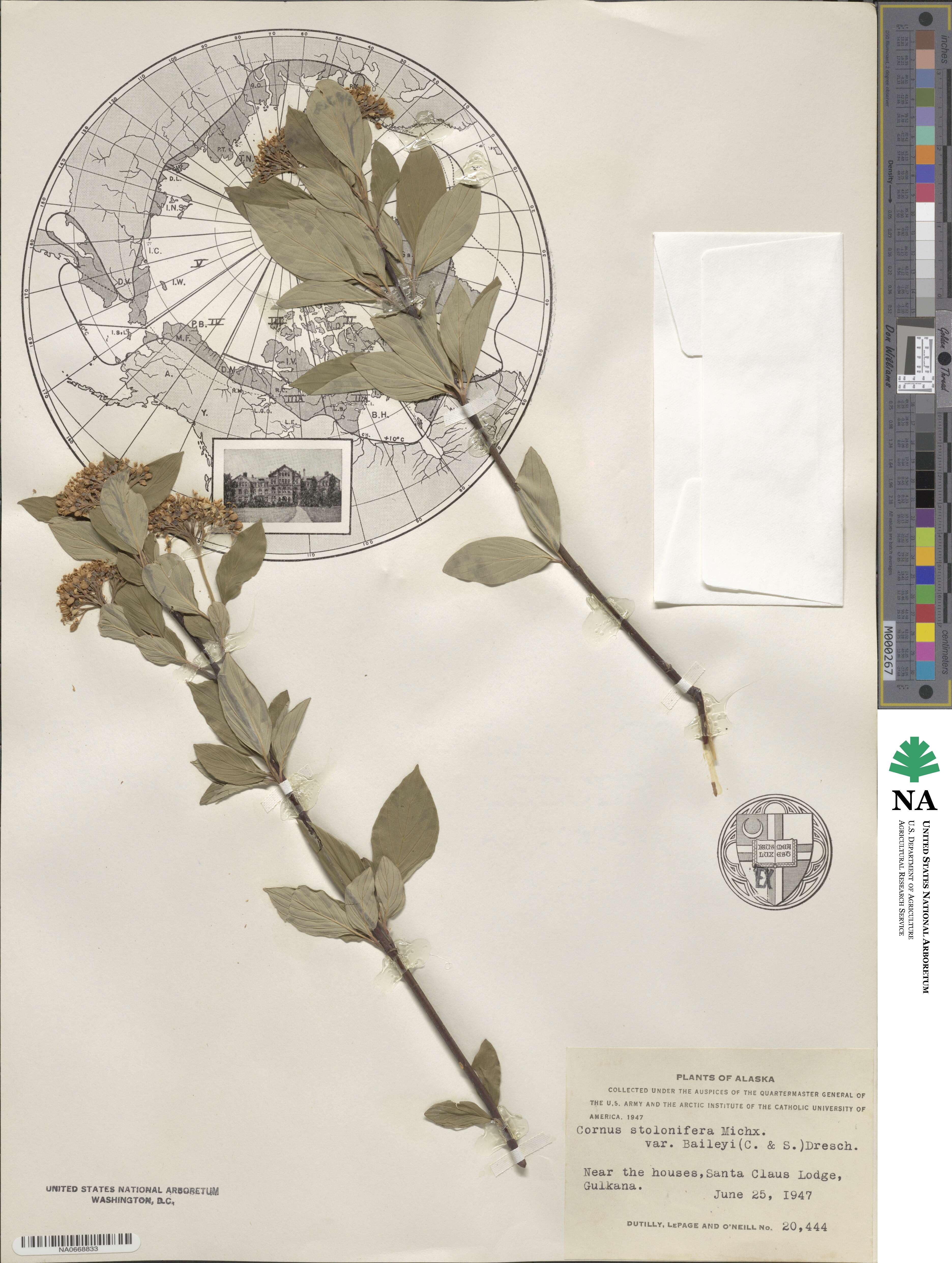 Cornus sericea image