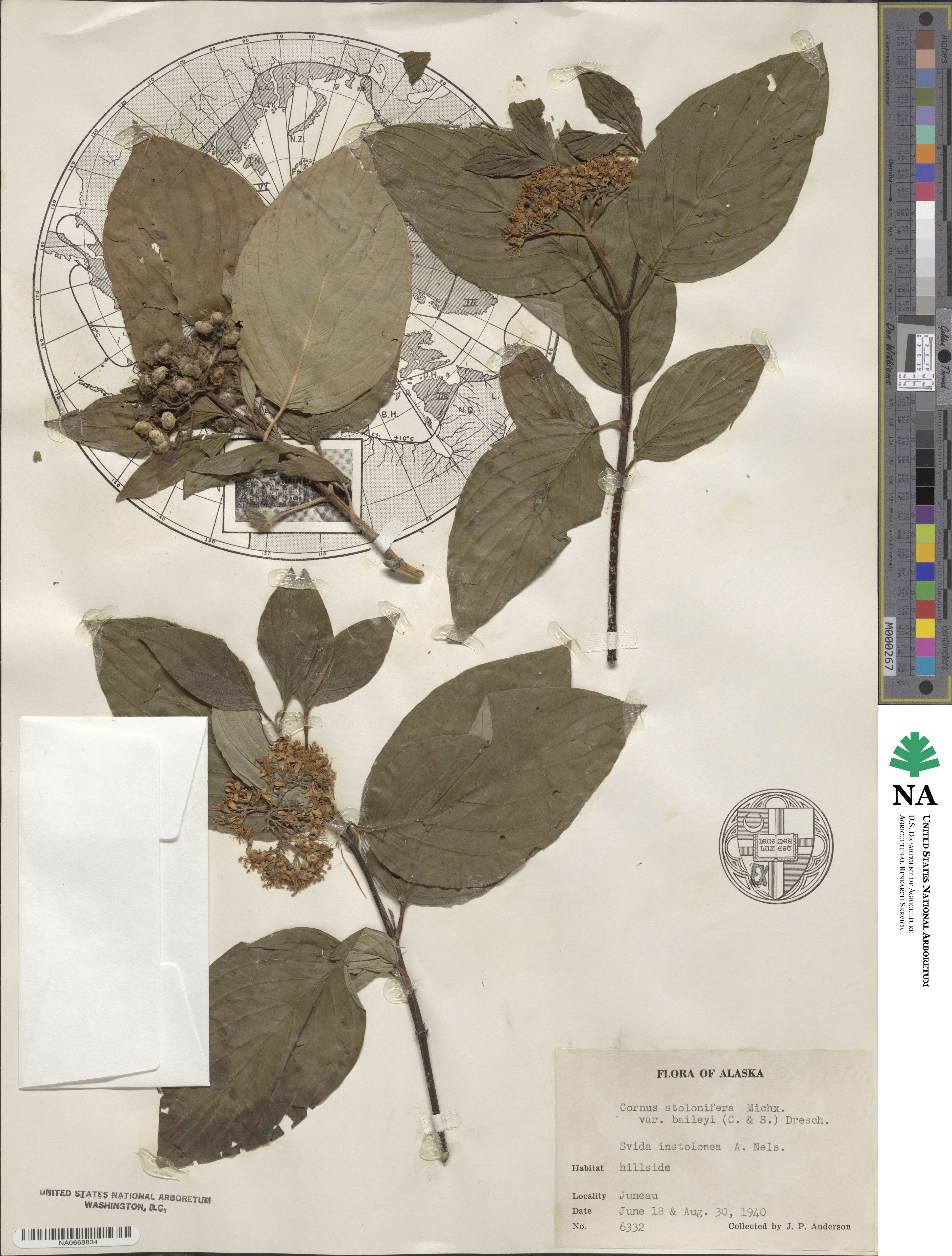 Cornus sericea image