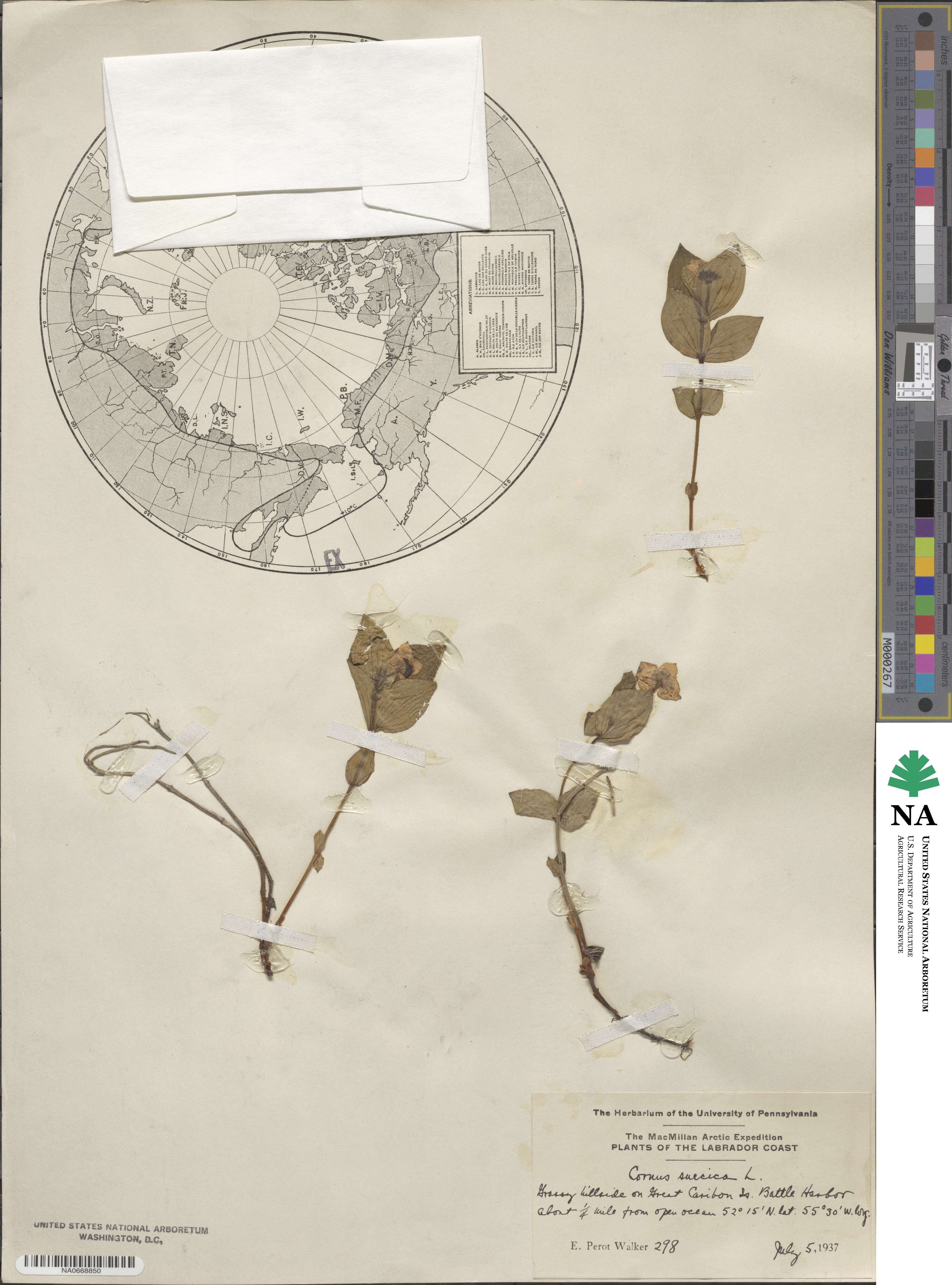 Cornus suecica image