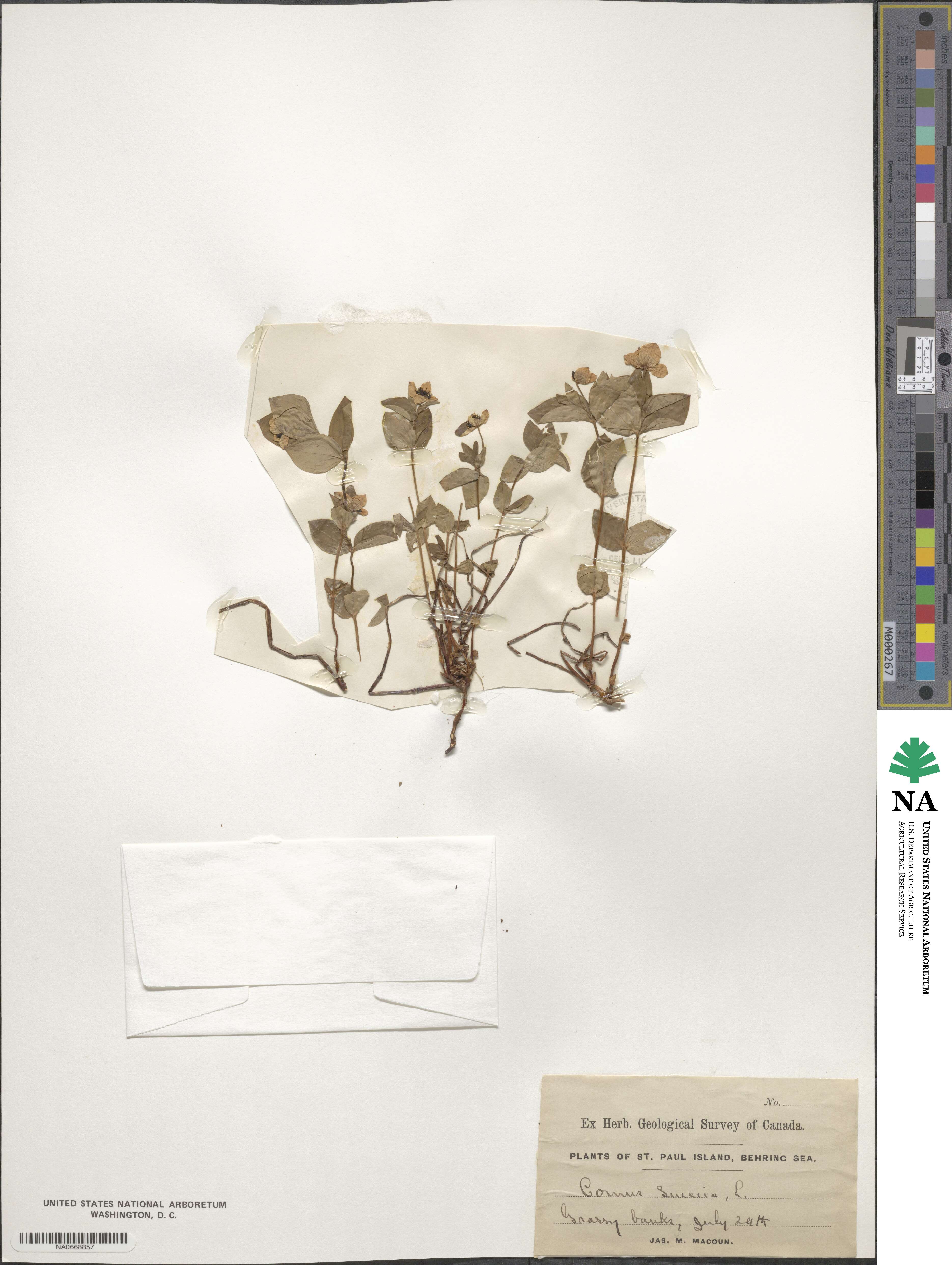 Cornus suecica image