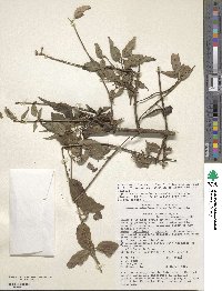 Cornus excelsa image