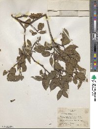 Cornus sericea image