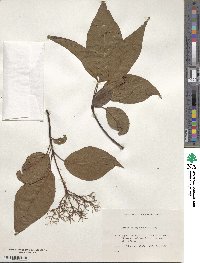 Cornus macrophylla image