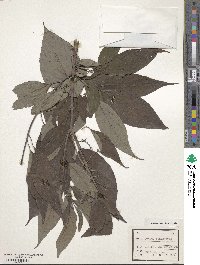 Cornus macrophylla image