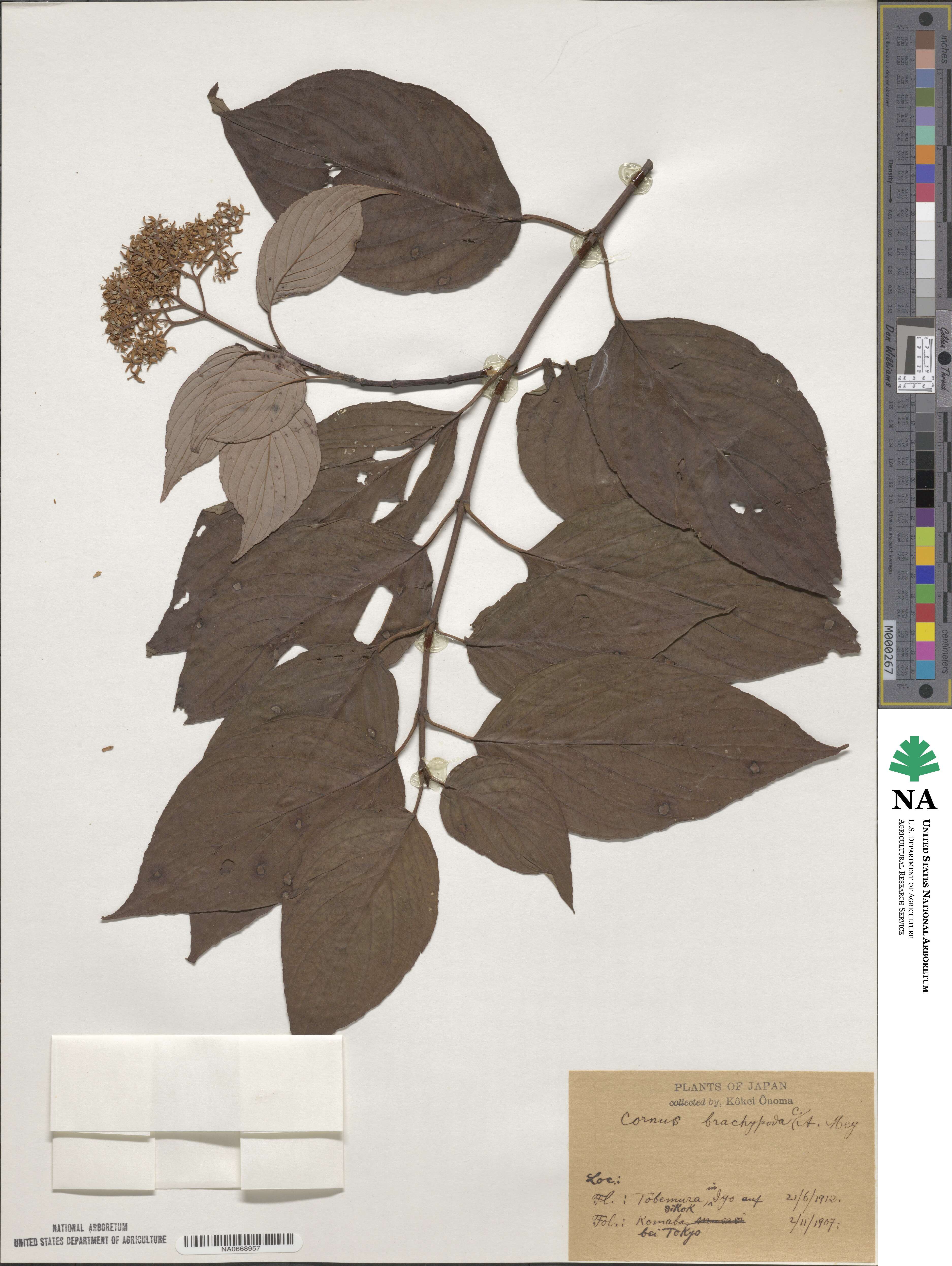 Cornus macrophylla image