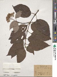 Cornus macrophylla image
