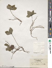 Cornus canadensis image