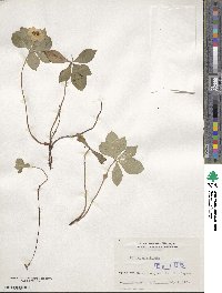 Cornus canadensis image