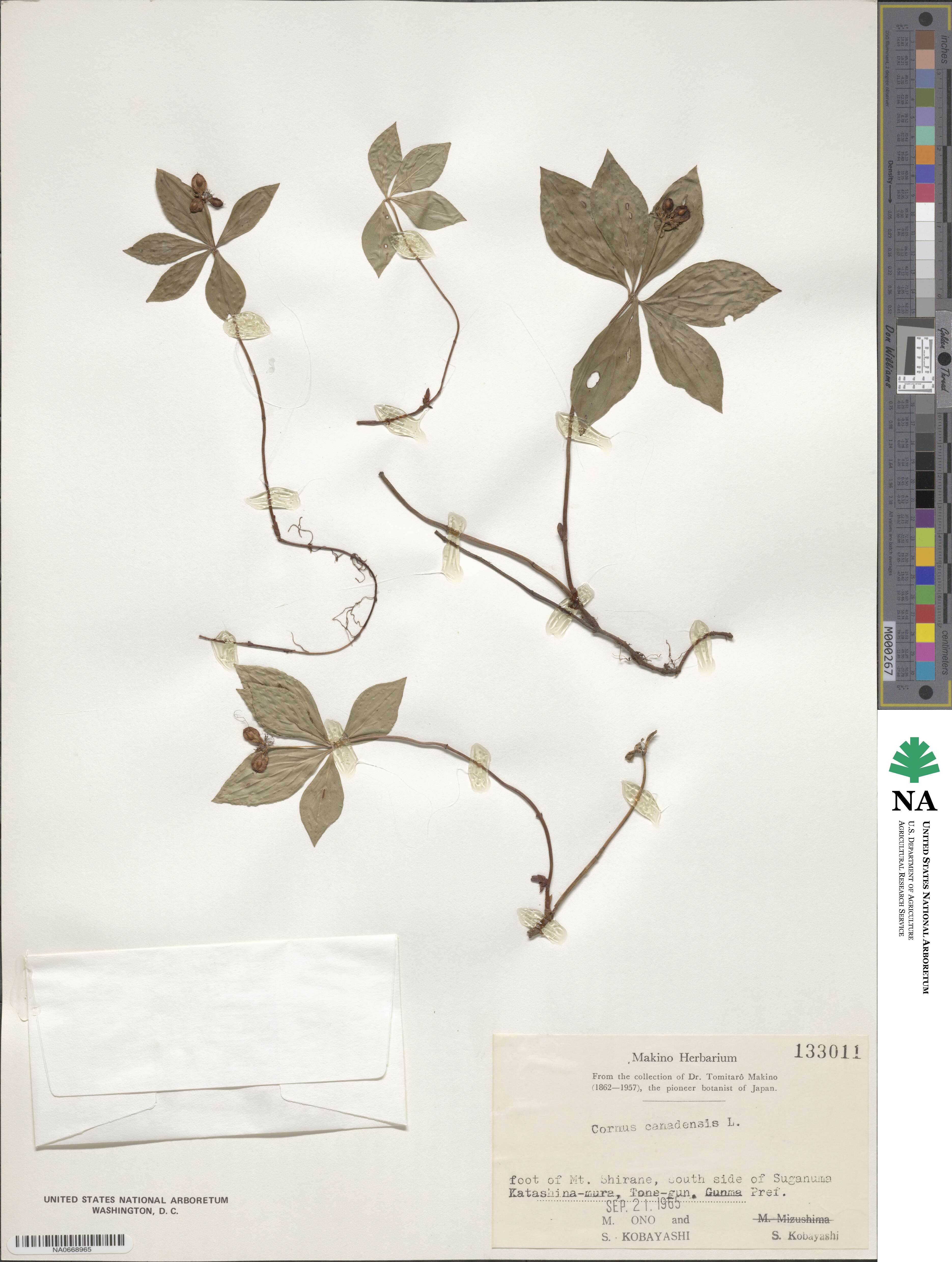 Cornus canadensis image