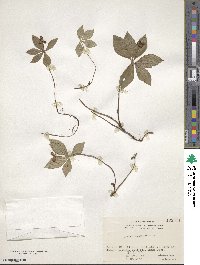 Cornus canadensis image