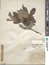 Cornus capitata image