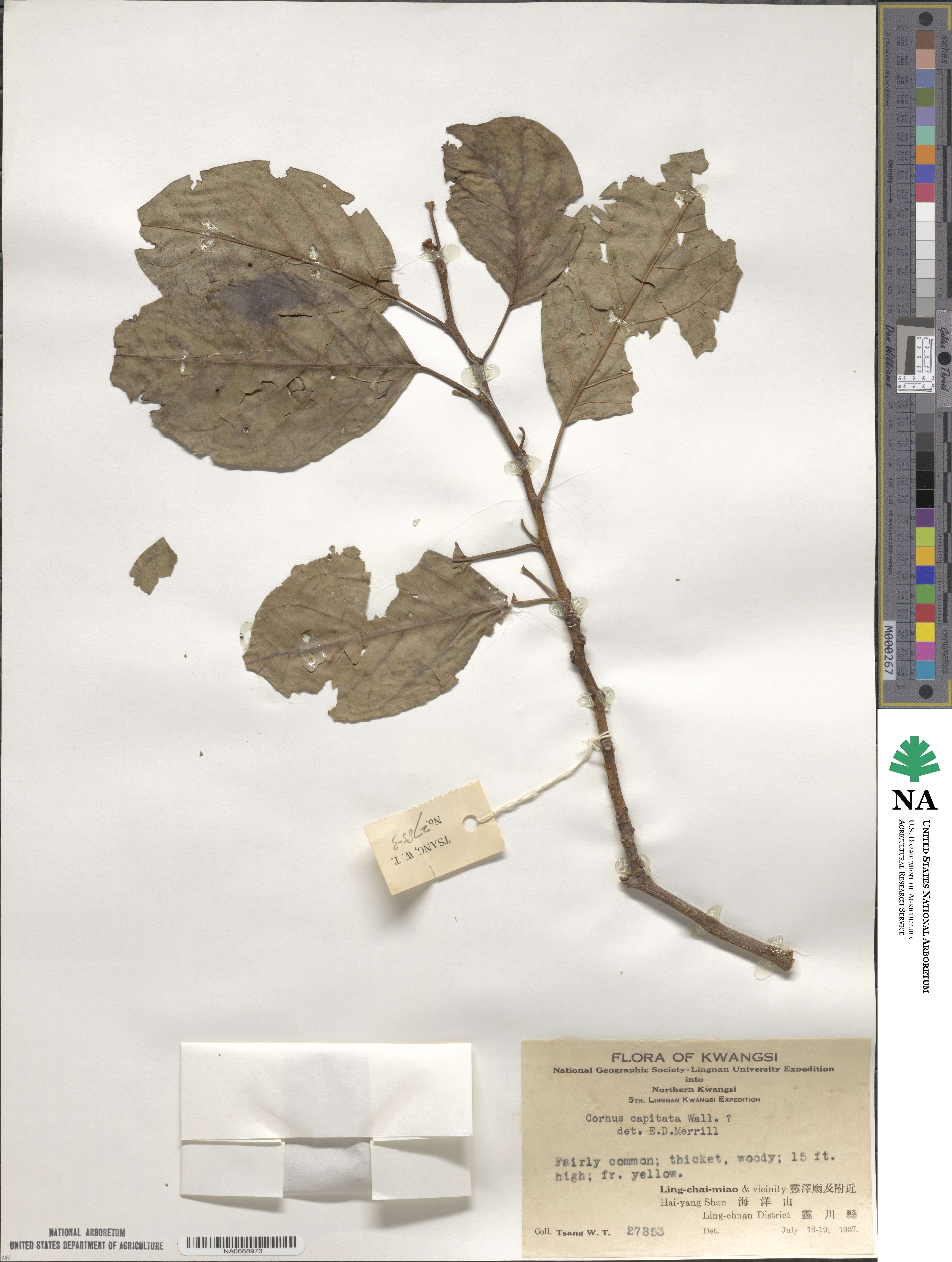 Cornus capitata image