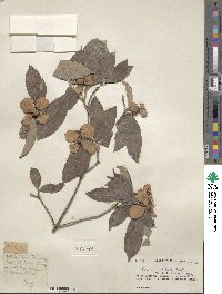 Cornus capitata image