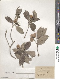 Cornus capitata image