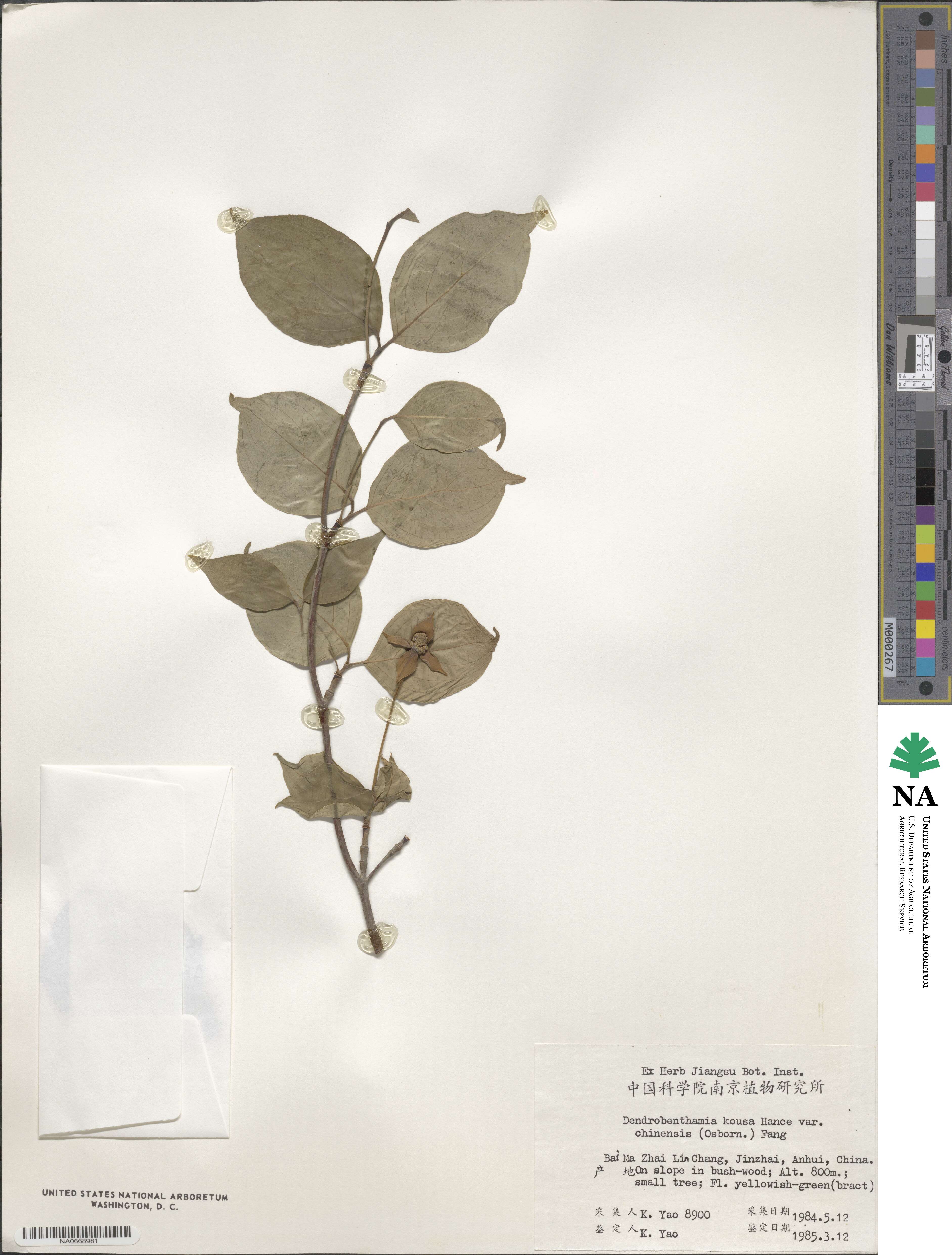 Cornus chinensis image