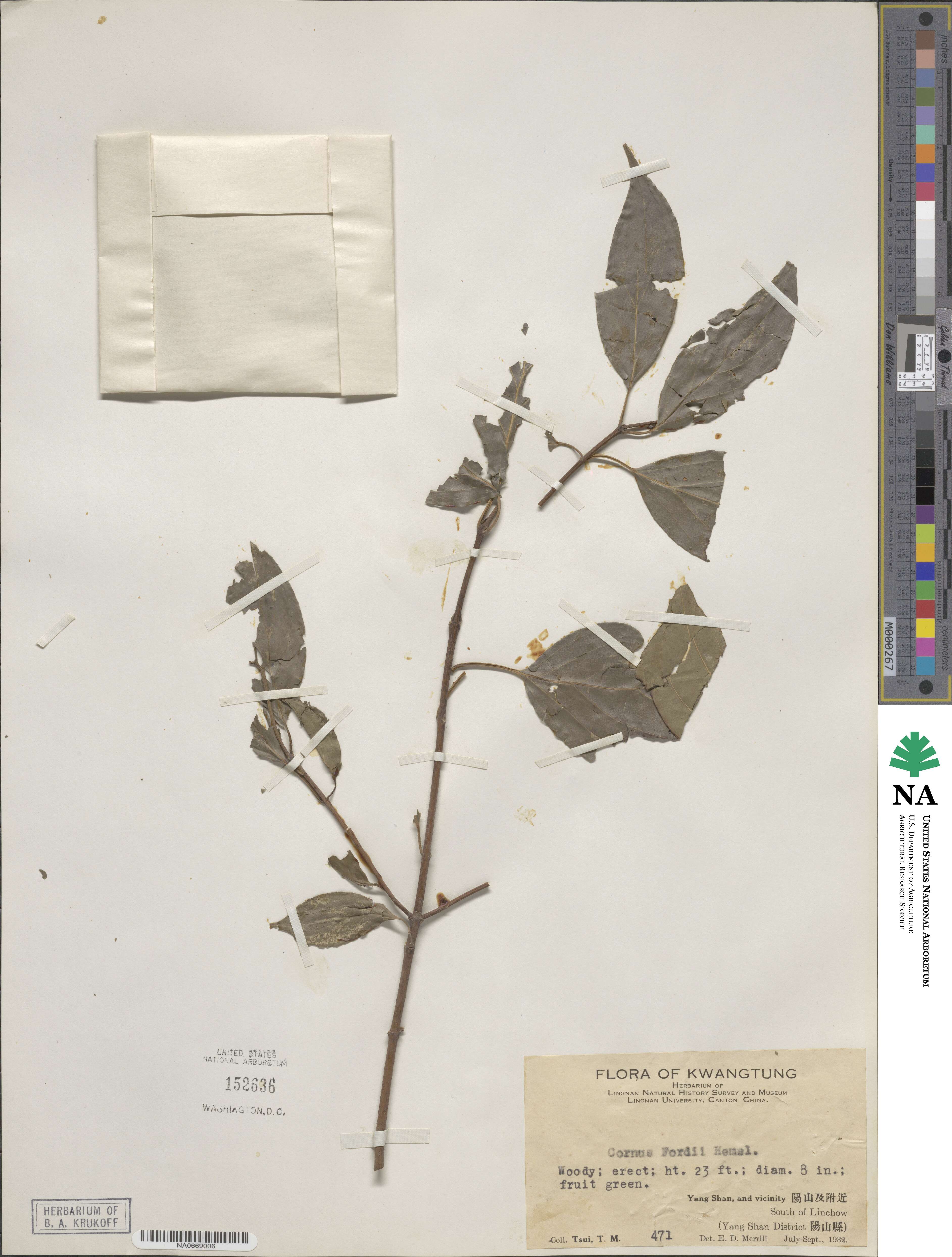 Cornus wilsoniana image