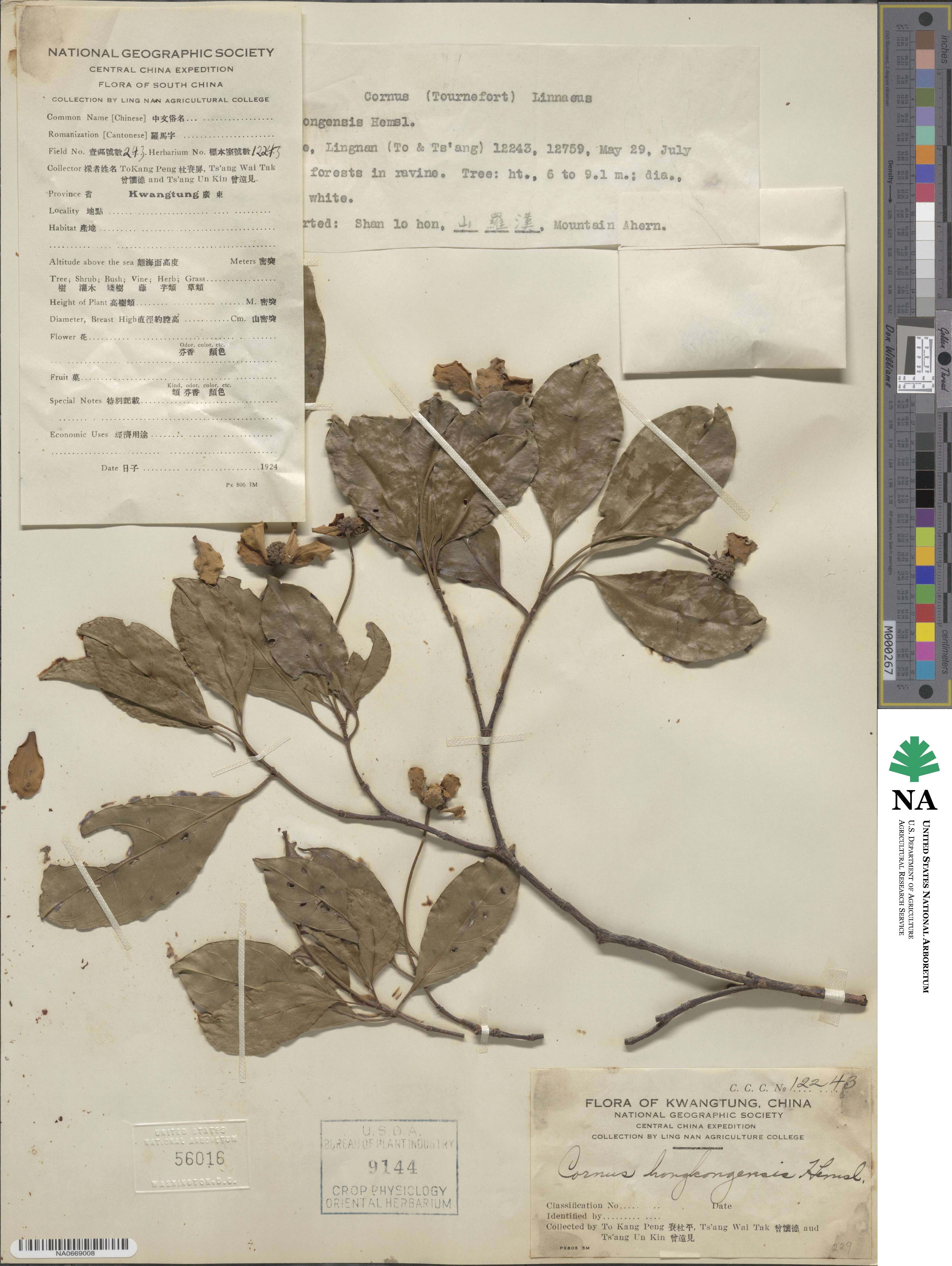 Cornus hongkongensis image