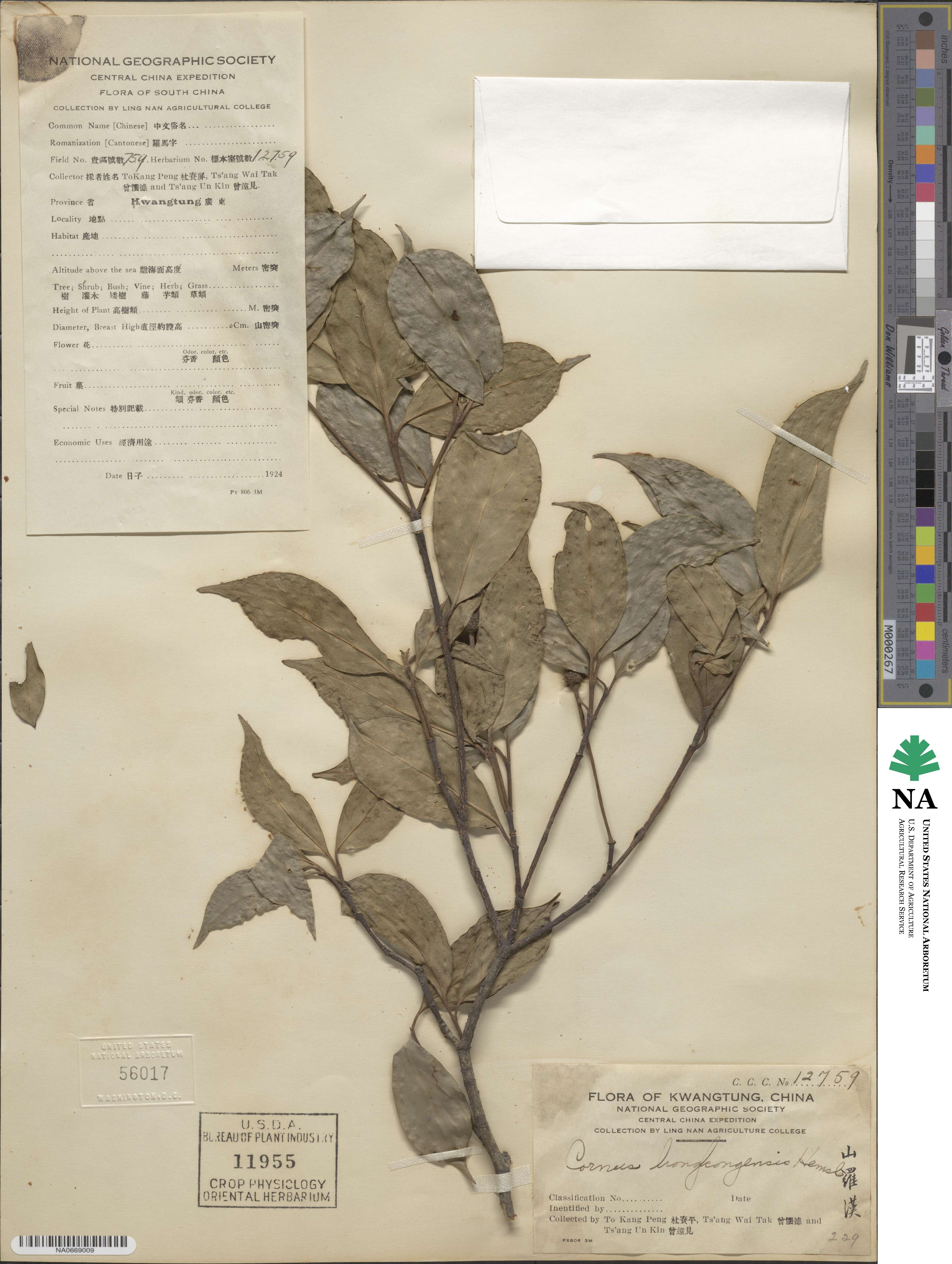 Cornus hongkongensis image