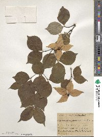 Cornus kousa image