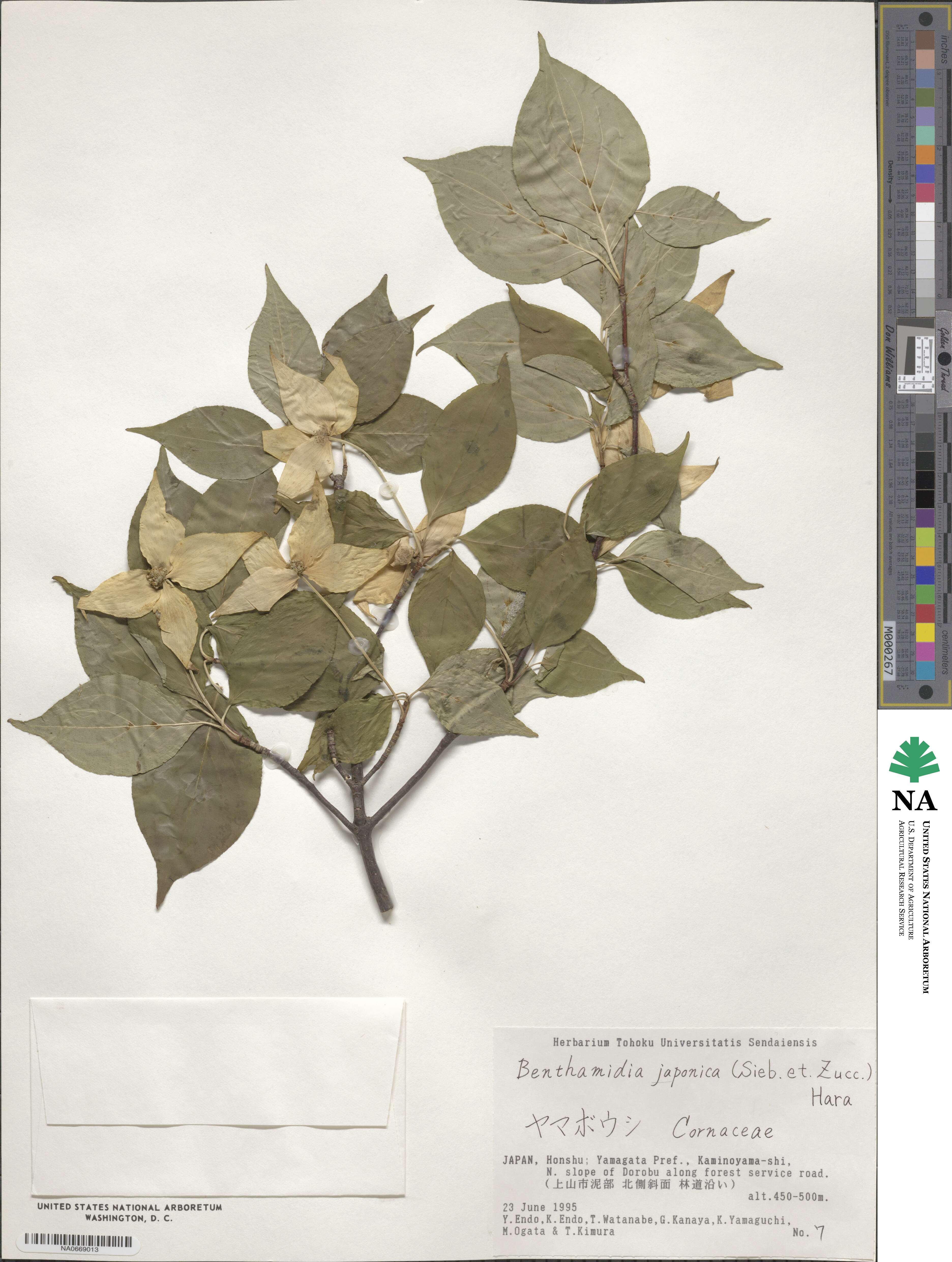 Cornus kousa subsp. kousa image
