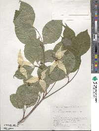 Cornus kousa image