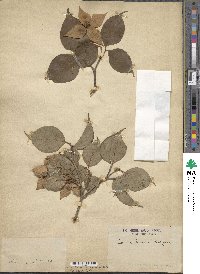 Cornus kousa image