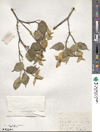 Cornus kousa image
