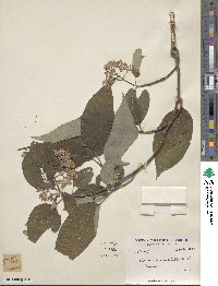 Cornus macrophylla image