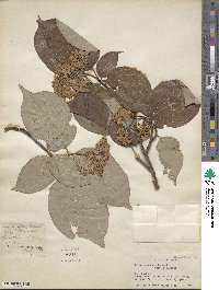 Cornus macrophylla image