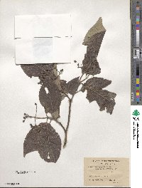 Cornus macrophylla image