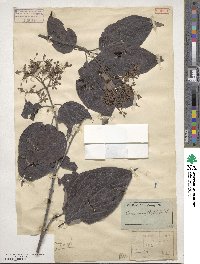 Cornus macrophylla image