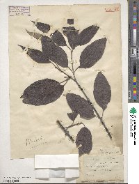 Cornus macrophylla image