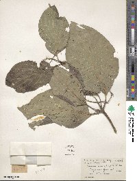 Cornus macrophylla image