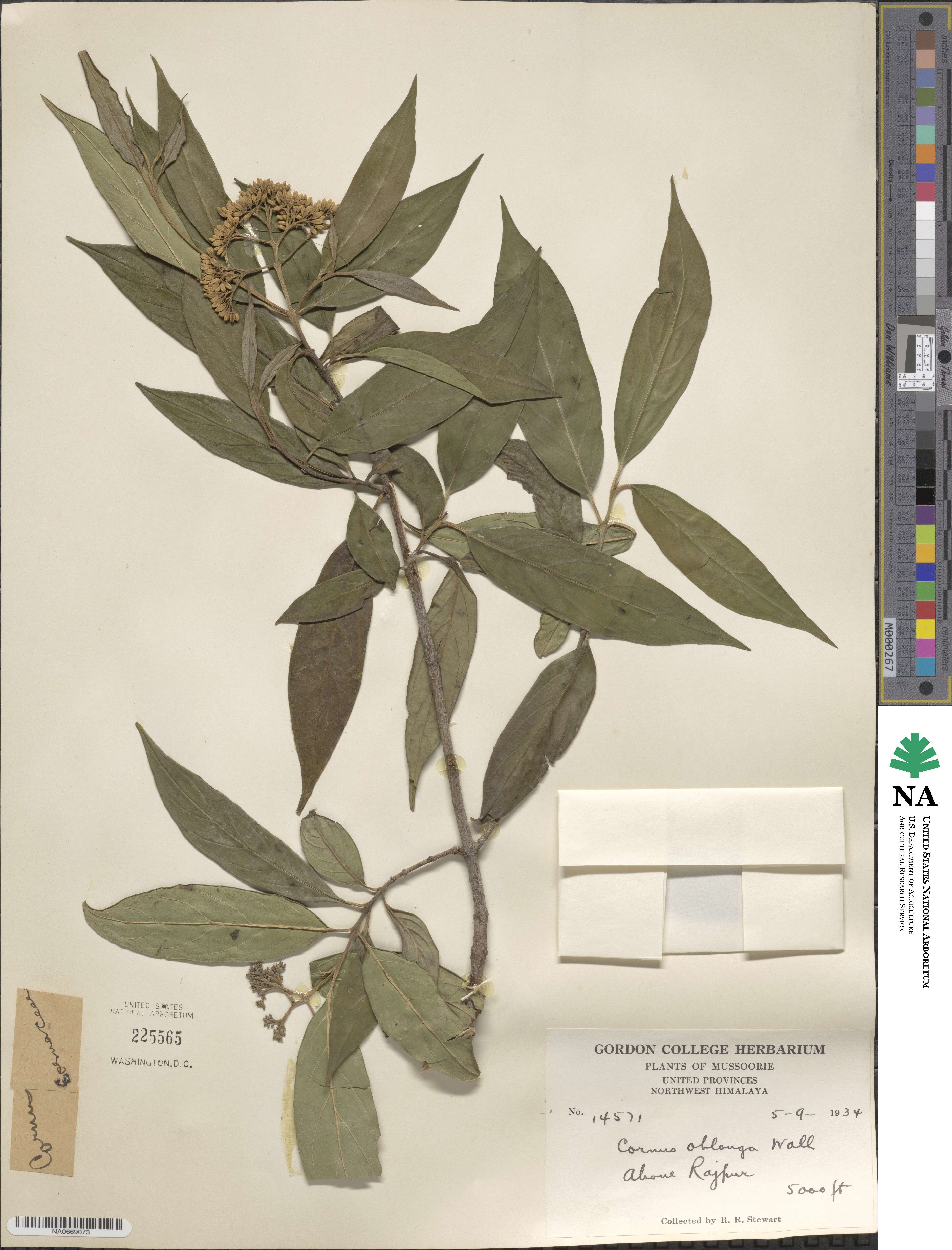 Cornus oblonga image