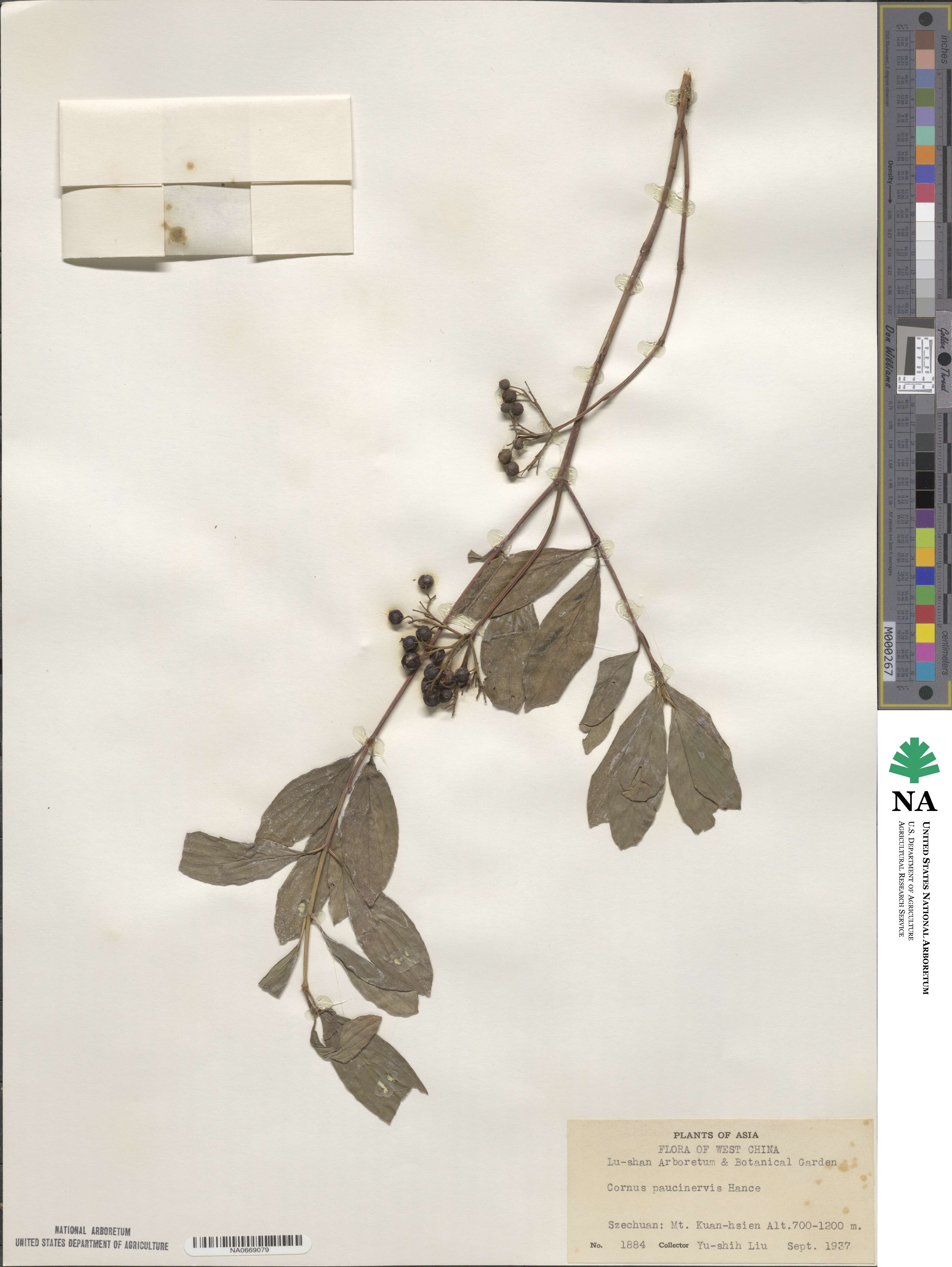 Cornus quinquenervis image